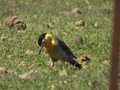 Colaptes campestris campestroides