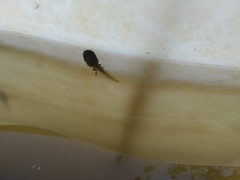 Hyla intermedia perrini