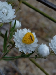 Aeolocosma cycloxantha