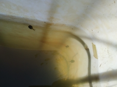 Hyla intermedia perrini