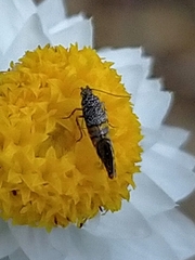 Aeolocosma cycloxantha