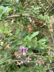 Lycium barbarum