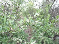 Gymnosporia buxifolia
