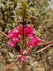 Vasconcellea parviflora