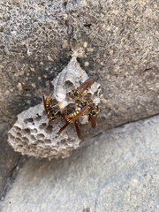 Polistes weyrauchorum