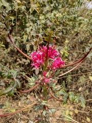 Vasconcellea parviflora