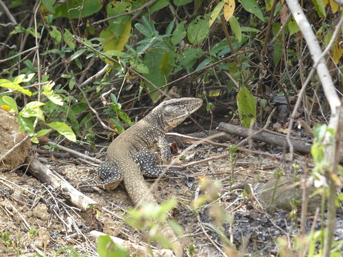 Callopistes flavipunctatus