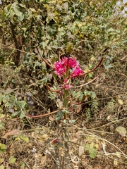 Vasconcellea parviflora