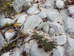 Charadrius marginatus