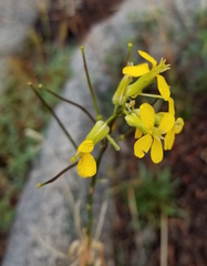 Erysimum perenne