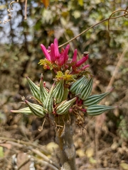 Vasconcellea parviflora
