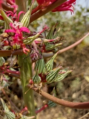 Vasconcellea parviflora