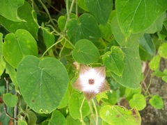 Polystemma guatemalense