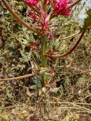 Vasconcellea parviflora
