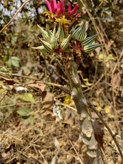 Vasconcellea parviflora