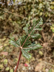 Vasconcellea parviflora
