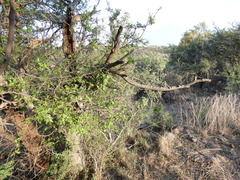 Vachellia karroo