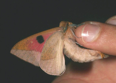 Adeloneivaia