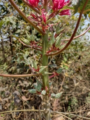Vasconcellea parviflora