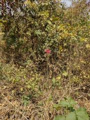 Vasconcellea parviflora