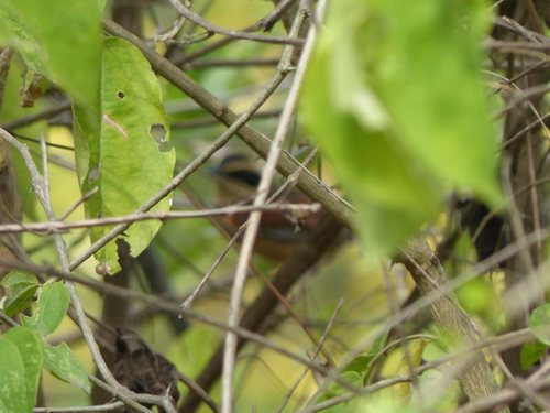 Elegant Crescentchest (Melanopareia elegans), photo 4