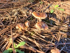 Tubaria furfuracea