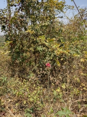 Vasconcellea parviflora