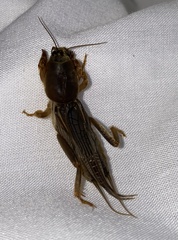 Gryllotalpa pluvialis