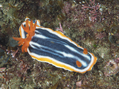 Chromodoris magnifica