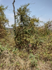 Vasconcellea parviflora