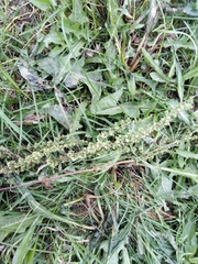 Rumex pseudonatronatus