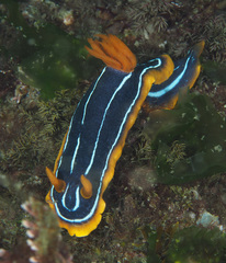 Chromodoris kuiteri
