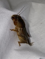 Gryllotalpa pluvialis