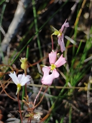 Stylidium calcaratum