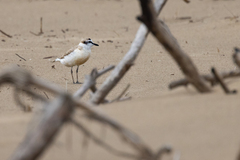 Charadrius marginatus