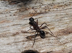 Camponotus intrepidus
