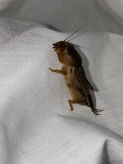 Gryllotalpa pluvialis