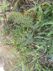 Asplenium aethiopicum