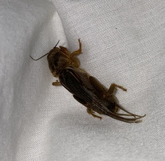 Gryllotalpa pluvialis