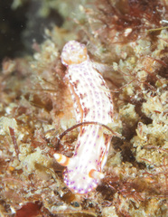 Hypselodoris