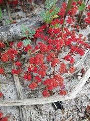 Crassula glomerata