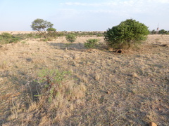 Triraphis andropogonoides