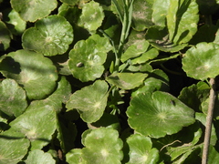 Hydrocotyle bonariensis