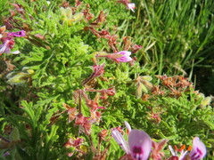 Pelargonium radens