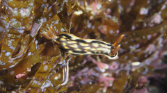 Hypselodoris jacksoni
