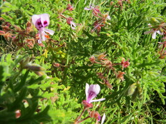 Pelargonium radens