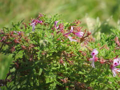 Pelargonium radens