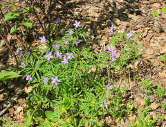 Anemonoides caerulea