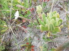 Silene undulata undulata