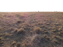 Aristida adscensionis